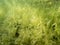 Dense bed of bur-reed over lake bottom