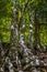 Dense beech forest with tall trees