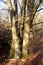 Dense beeches and oaks in the Sababurg primeval forest