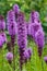 Dense blazing star or Liatris spicata blossom close-up, selective focus, shallow DOF