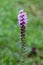 Dense blazing star or Liatris spicata flowering plant with tall spikes of purple flowers partially open at top