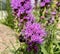 Dense blazing star violet plant and bumblebee on it