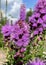 Dense blazing star violet plant and bumblebee on it