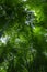 Dense bright green foliage of the tops of tall trees. View from below.