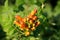 Dense bunch of Trumpet vine or Campsis radicans flowering vine plant with closed orange to red flowers emerging from terminal