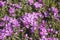 A dense carpet of purple Phlox subulata plant. Flame phlox. Rockery flowers. Spring in the garden