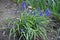 Dense cluster of blue flowers of Armenian grape hyacinths