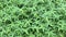 A dense cluster of green ferns