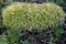 Dense cluster of light green moss bushes in the form of a rounded, soft, hollow cylinder lying on the gray soil among brown twigs