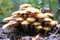 Dense cluster of mushrooms on a rainy Fall morning