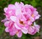 Dense cluster of a pink double freesia flowers