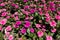 Dense cluster of pink flowers of Catharanthus