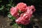 Dense cluster of pink flowers of rose