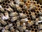 A dense cluster of swarms of bees in the nest. Working bees, drones and uterus in a swarm of bees. Honey bee. Accumulation of