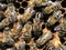 A dense cluster of swarms of bees in the nest. Working bees, drones and uterus in a swarm of bees. Honey bee. Accumulation of