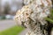 Dense cluster of white spring blossom on a bush