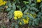 Dense cluster of yellow flowers of Oregon grape