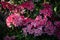 Dense clusters of pink rhododendron flowers