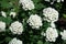 Dense clusters of white flowers of spirea