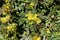 Dense clusters of yellow flowers of Oregon grape in spring