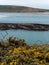 Dense coastal bushes. View of Clonakilty Bay. Sea rocks. A picturesque place in Europe, rock near water. The nature of Ireland