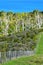 Dense coastal vegetation behind fence