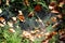 Dense cobweb holding multiple dark brown fallen leaves mixed with green Cypress or Cupressus evergreen tree branches