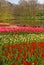 Dense Colourful Layers of Tulip in Keukenhof