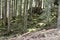 Dense conifer forest in Alps covered with moss visible from tourist path towards to Murg lakes in the Glarus Alps