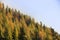 Dense coniferous autumn mountain forest