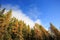 Dense coniferous autumn mountain forest backgroundï¿½