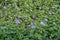 Dense corymbs of mauve flowerheads of Ageratum houstonianum