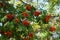 Dense corymbs of orange berries of Sorbus aucuparia