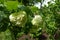 Dense corymbs of white flowers of Viburnum opulus sterile
