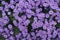 Dense cover of violet flowers of Michaelmas daisies