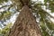 Dense crown of high cedar