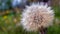 Dense dandelion seed fluff in a dandelion field