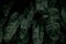 Dense dark green leaves in garden at night. Green leaf texture. Ornamental plant. Green leaves in forest. Botanical garden.