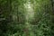 Dense deciduous forest and a narrow forest path running away into the distance. A walk in the woods. Well in the forest