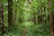 Dense deciduous forest and a narrow forest path running away into the distance. A walk in the woods. Well in the forest