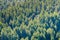 Dense Douglas Fir Pseudotsuga menziesii forest, California