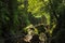 Dense equatorial vegetation with tropical rainforest trees and red lianas hanging