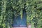 Dense evergreen ivy climbing a house wall and overgrowing an old wooden gate, copy space