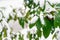 Dense evergreen snow-covered tree with big leaves in a snowy winter forest