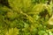 Dense fern thickets close-up. Beautiful nature background with many ferns. Scenic backdrop of rich greenery among trees. Full