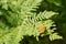 Dense fern thickets close-up. Beautiful nature background with many ferns. Scenic backdrop of rich greenery among trees. Full