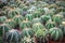 Dense of Ferocactus or Barrel Cactus cacti spiky ribbed barrel spherical shape large spines and small flowers on display tropical