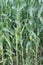 Dense field of cornstalks with ripening ears of corn vertical background