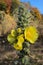 Dense-flowered Mullein - Lumanarica