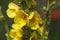 Dense flowered mullein (Verbascum densiflorum)